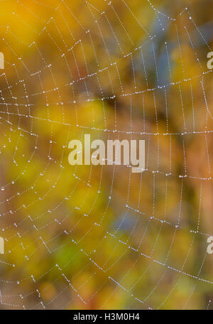 Web Closeup auf der Wiese-Wald Stockfoto