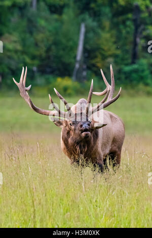 Bull Elk verteidigt seinen Harem als der Brunft beginnt im Cataloochee Tal Stockfoto