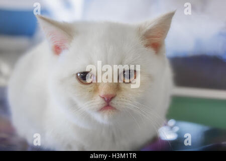 White Kitten Scottish gerade Nahaufnahmen. Stockfoto