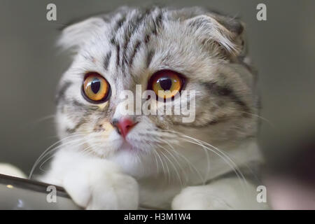 Porträt von Scottish Fold Kätzchen Nahaufnahme. Farbe Calico. Stockfoto