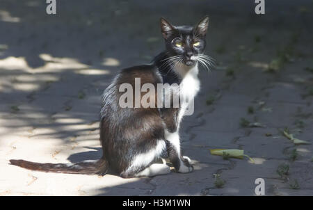 Die streunende Katze an einem sonnigen Tag in der Sonne aalen. Stockfoto