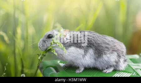 Hamster an einem sonnigen Sommertag auf der grünen Wiese Rasen essen. Stockfoto