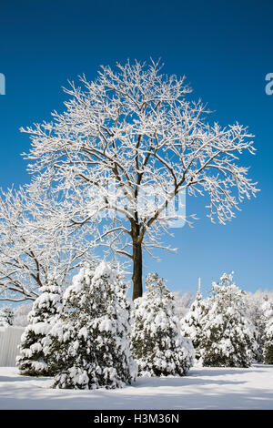 Winter Morgens Szene von schneebedeckten Bäumen isoliert und blauen Himmel, Monmouth County in New Jersey, USA, USA, frostigen Winter kommt Schneesturm Stockfoto
