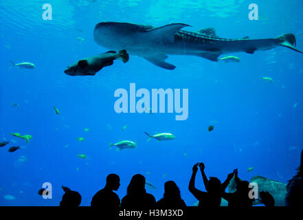 Besucher beobachten Wale, Haie und andere Meeresbewohner im Aquarium Ausstellung Stockfoto