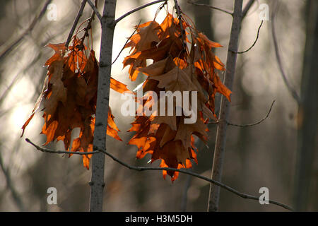 Trockenes Eichenlaub in den Baum hängen Stockfoto