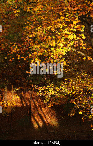 In den Wäldern im Herbst Stockfoto