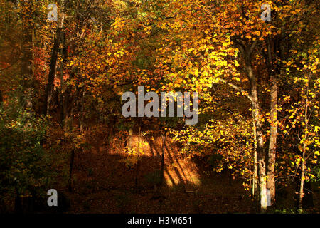 Wald im Herbst Stockfoto