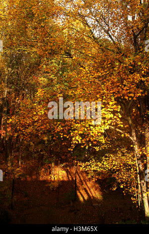 Blick auf bewaldeten Hinterhof im Herbst Stockfoto