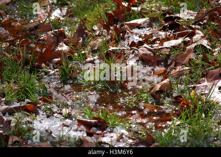 Trockenes Eichenlaub auf dem Rasen, von Eis bedeckt Stockfoto