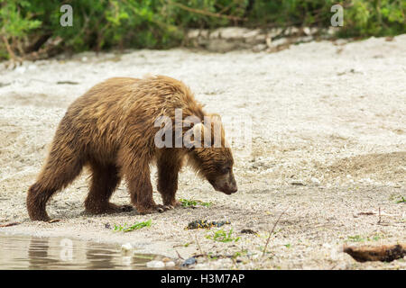 Braunbär jungen auf dem Ufer der Kurilen-See. Stockfoto