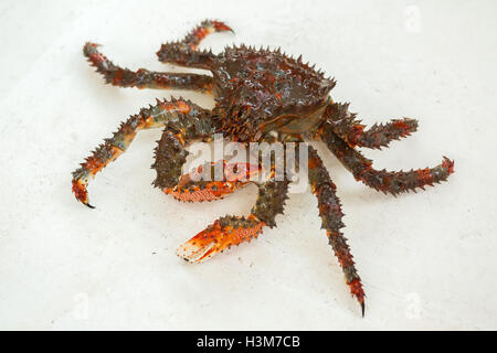 Frisch aufgespießt Kamchatka Königskrabben auf dem Deck der Yacht. Stockfoto