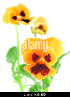 Orange-violette Stiefmütterchen Blume Stockfoto