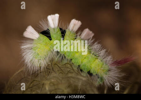 Blasse Tussock Moth (Calliteara Pudibunda). Ausgewachsene Raupe von Motten in der Familie Erebidae, mit langen weißen Haaren Stockfoto