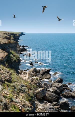 Das Schwarze Meer, Felsen, Möwen, sonnigen Tag.  Verfügbar in hoher Auflösung und mehreren Größen entsprechend die Anforderungen Ihres Projekts. Stockfoto