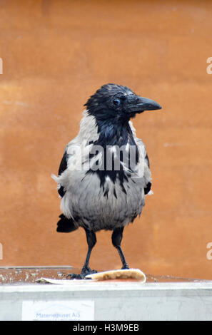 Kapuzen-Hoodie, Corvus Cornix, dänische Krähe, Krähe, Kopenhagen Stockfoto