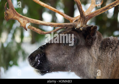 Rentier in seiner natürlichen Umgebung in Skandinavien. Nördlichen Polarkreis. Lappland. Stockfoto