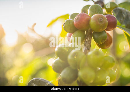 Nahaufnahme von sonnenbeschienenen Kaffeebeeren in Plantage, Wana Giri, Bali, Indonesien Stockfoto