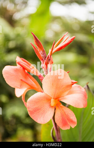 Nahaufnahme von orange Blume, Bali, Indonesien Stockfoto