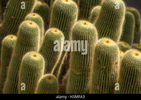 Kaktus-Gruppe Stockfoto
