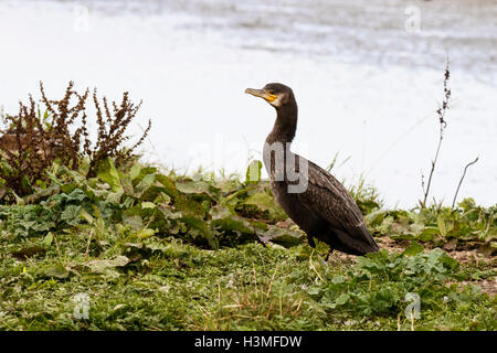 Großer Kormoran Phalicrocorax Carbo Carbo unreifen gehockt bankside Stockfoto