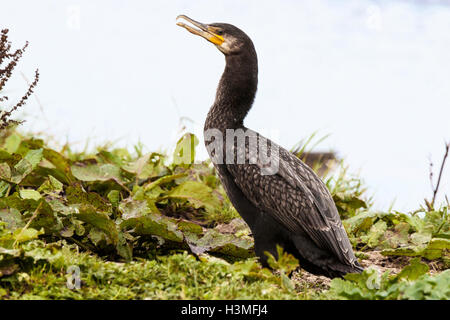 Großer Kormoran Phalicrocorax Carbo Carbo unreifen thront am Ufer mit Rechnung offen Stockfoto