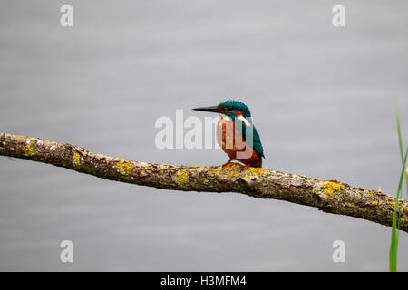 Gemeinsamen Kingfisher Alcedo Atthis Männchen thront auf einem Ast Stockfoto