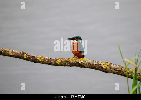 Gemeinsamen Kingfisher Alcedo Atthis Männchen thront auf einem Ast Stockfoto