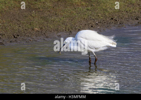 Wenig Egret Egetta Garzetta Erwachsenen in nicht-Zucht Gefieder waten im seichten Wasser kleine Fische gefangen Stockfoto
