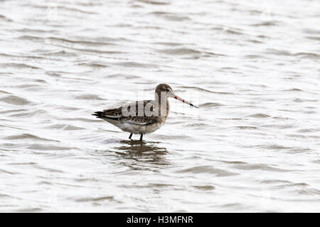 Schwarz-angebundene Uferschnepfe Limosa Limosa Erwachsenen Mauser in nicht-Zucht Gefieder Stockfoto