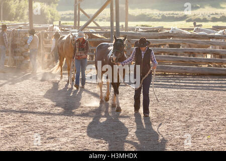 WY01081-00... WYOMING - bringen Sie die Horeses für eine frühe Fahrt auf der CM-Ranch in der Nähe von Dubois. (HERR # M17 - H18 - S21 - M16) Stockfoto