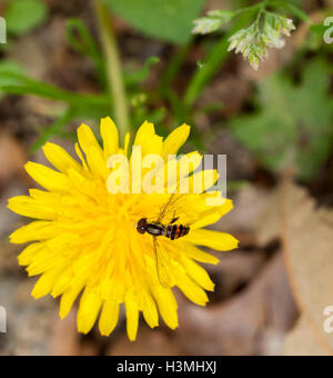 Biene auf Blüte Stockfoto