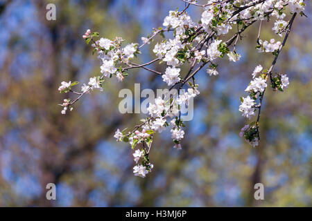 Pink Apple Blumen auf Frühling Stockfoto