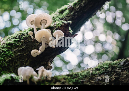 Pilze wachsen auf Baumrinde. Stockfoto