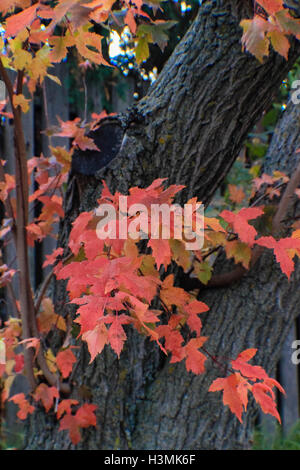 Rot, orange und grün Herbstlaub auf dem dunklen Rinde eines Baumes Stockfoto