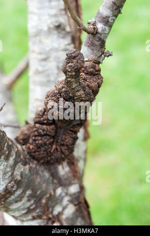 Ein Pflaumenbaum Prunus Domestica, infiziert mit schwarzen Knoten Pilz, Apiosporina Morbosa Schwarz auch Krebs oder schwarze Knoten Krankheit Stockfoto