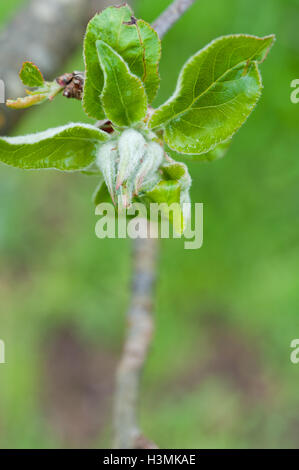 Blätter der Hasel (Corylus) Baum im Frühling Stockfoto