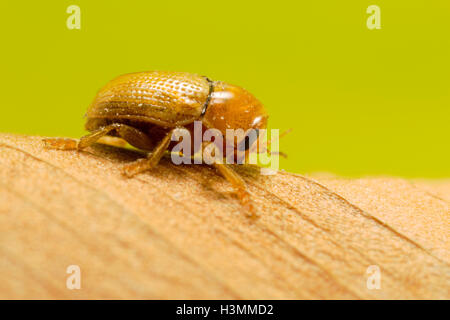 Kleine Käfer auf welkes Blatt Stockfoto