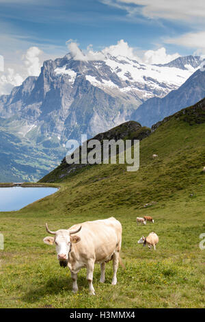 Idyllische Sommerlandschaft in den Alpen mit Kuh Weiden auf frischen grünen Weiden und schneebedeckten Berg an der Spitze der Rückseite Stockfoto