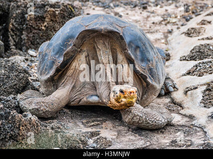 Historisches Bild der "Lonesome George" der letzte männliche Insel Pinta Schildkröte (Chelonoidis Nigra Abingdonii) Stockfoto