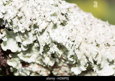 Flechten, Hypogymnia Physodes wachsen auf einem Baumstamm Stockfoto