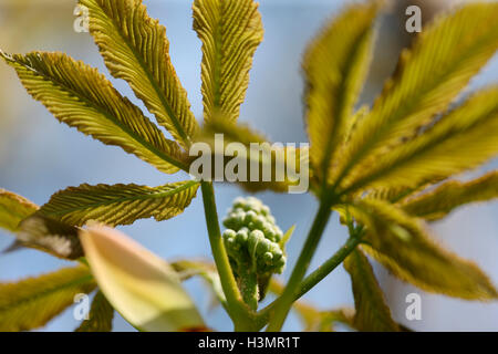 Aesculus Glabra 'Ohio Rosskastanie"Arten Hippocastanaceae, USA Jane Ann Butler Fotografie JABP1661 Stockfoto