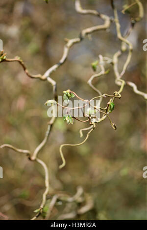 neuer Frühling Triebe, Blätter - Gaia unfurling Jane Ann Butler Fotografie JABP1646 Stockfoto