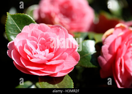 sonnigen rosa Camelia blüht Jane Ann Butler Fotografie JABP1656 Stockfoto