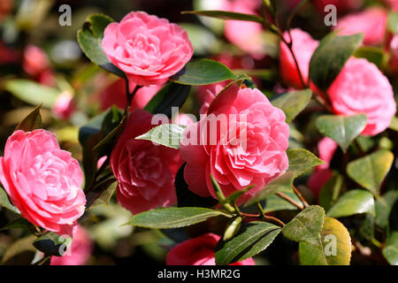 sonnigen rosa Camelia blüht Jane Ann Butler Fotografie JABP1658 Stockfoto