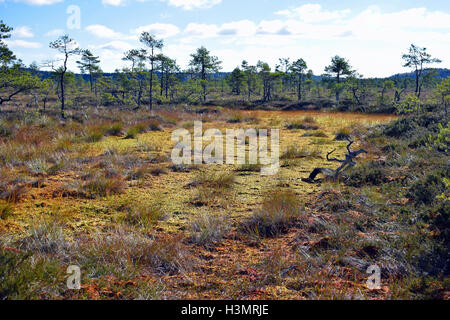 Malerische Landschaft auf Moor mit Herbstfarben. Nationalpark Torronsuo, Finnland Stockfoto