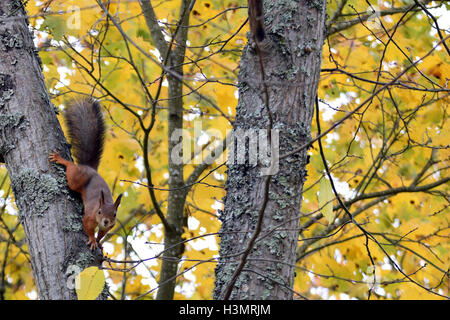 Eichhörnchen starrt vom Baum. Gelbes Blatt Herbst Hintergrund. Stockfoto