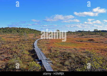 Malerische Aussicht auf Moor. Hölzerne Wanderweg, Herbstfarben auf dem Boden unter blauem Himmel mit Wolken. Nationalpark Torronsuo, Finnland Stockfoto