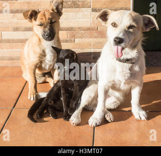 Zwei Hunde und eine Katze in der Straße in Spanien zusammen. Stockfoto