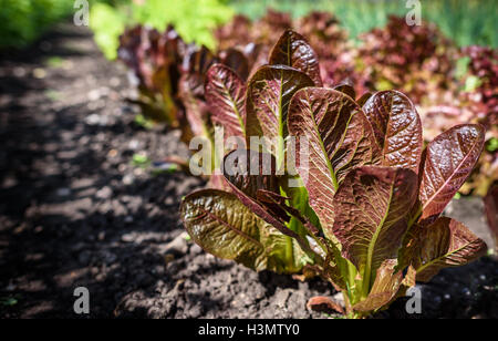 Rote Blatt Kopfsalat Anbau in Reihen. Stockfoto