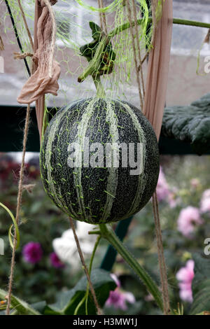 MELONE OGEN IN EINEM INLÄNDISCHEN GEWÄCHSHAUS WACHSEN. Stockfoto